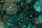 Gorgeous, Gemmy Dioptase Crystal Cluster - Namibia #129090-1